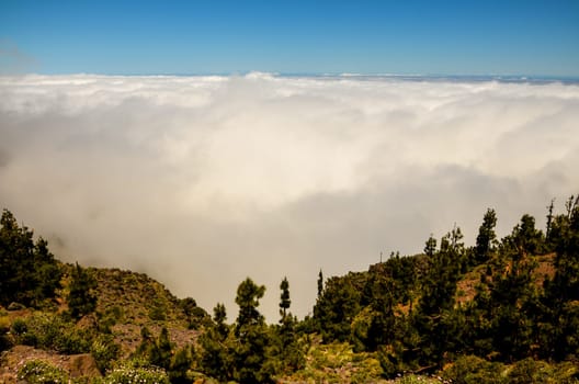 High Clouds over Pine Cone Trees Forest in Tenerife Island