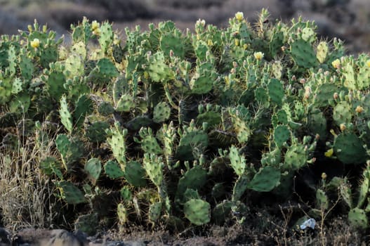 Pricly Pear Wild Green Succulent Cactus Near The Ocean