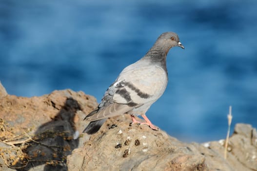 Columba Livia Pigeon on the Volcanic Rocks near Ocean
