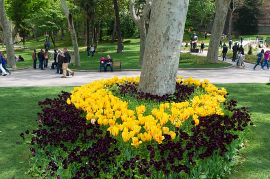 blooming yellow tulips in gulhane park, istanbul. It is the oldest public park in istanbul