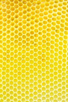 Honeycomb - close up texture