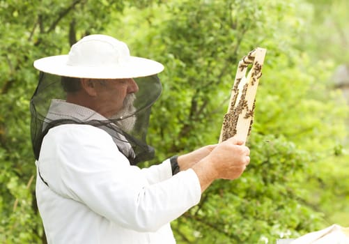 Working apiarist inspecting the hive
