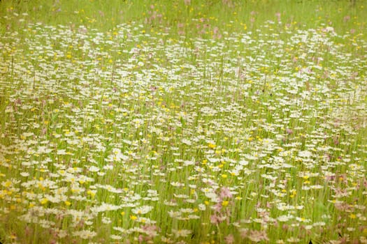 Marguerite flowers in the spring field