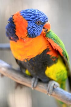 A close up shot of an Australian Rainbow Lorikeet