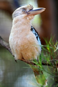 A close up shot of an Australian Kookaburra