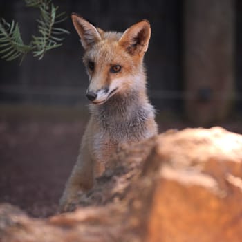 A close up shot of an Australian Fox