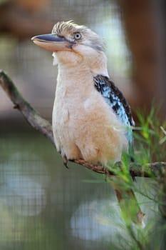 A close up shot of an Australian Kookaburra