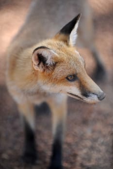 A close up shot of an Australian Fox