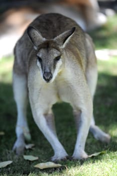 A close up shot of an Australian Wallaby