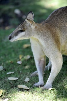 A close up shot of an Australian Wallaby