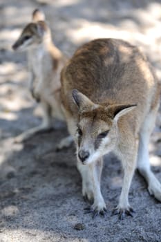 A close up shot of an Australian Wallaby