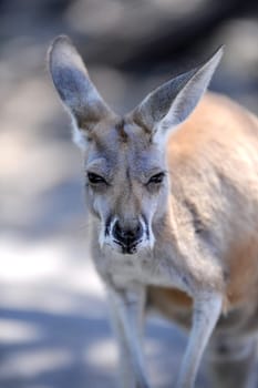 A close up shot of an Australian Wallaby