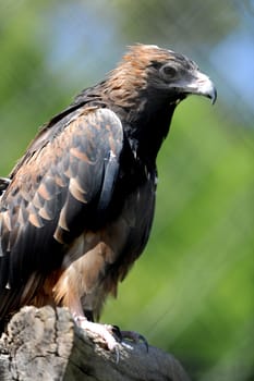 A close up shot of a Australian Wedge Tailed Eagle