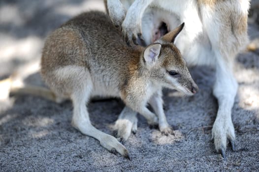 A close up shot of an Australian Wallaby
