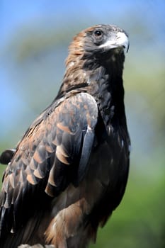 A close up shot of a Australian Wedge Tailed Eagle