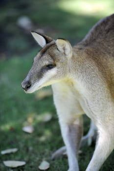 A close up shot of an Australian Wallaby