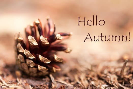 Autumnal Background with Fir Cone in the Woods and the Words Hello Autumn