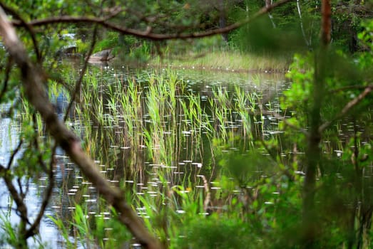 View between Trees on a Lake with Sea Weed