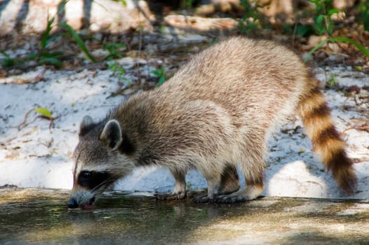 raccoon,outdoors,eating,feeding,eating,thief,burglar,living,furry,snout,mammal,animal,schupp,North America