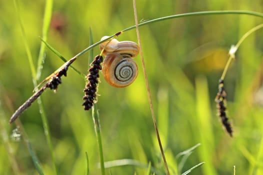 Two heather snails on blue-green segge (Carex flacca)