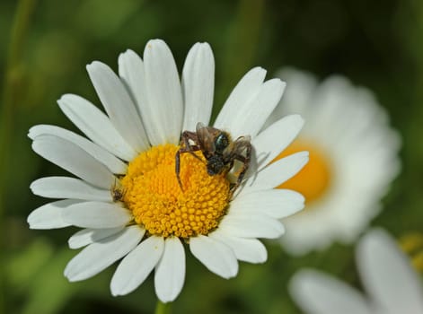 Brown crab spider with prey