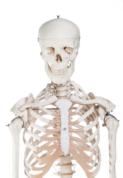 A skeleton