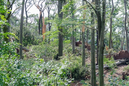 View a forest after a violent storm night.