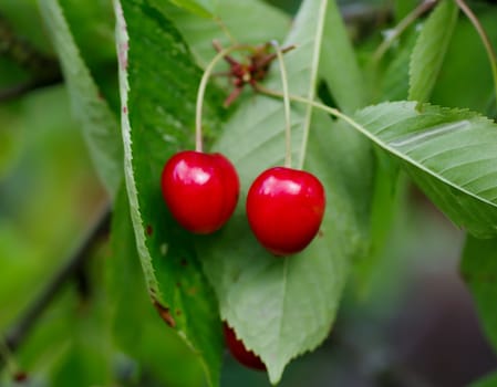 Cherries on the tree