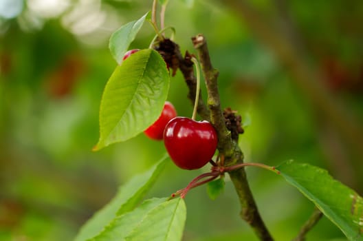 Cherries on the tree