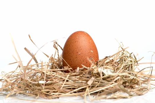 Egg in the nest