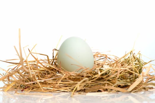 Egg in the nest