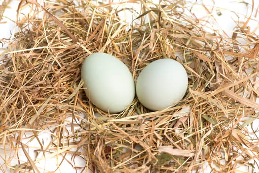 Eggs in the nest