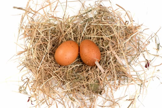 Eggs in the nest