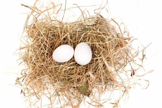 Eggs in the nest