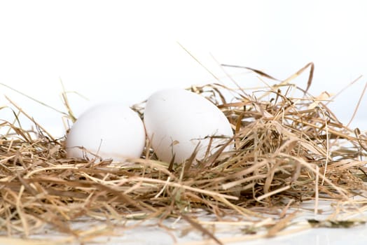 Eggs in the nest