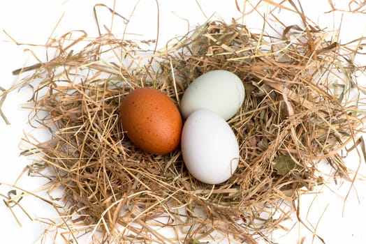 Eggs in the nest