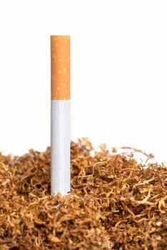 Cigarette in the tobacco heap
