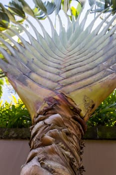 Close-up of a tropical palm with green leaves in detail