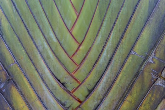 Close-up of a tropical palm with green leaves in detail