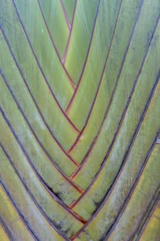 Close-up of a tropical palm with green leaves in detail