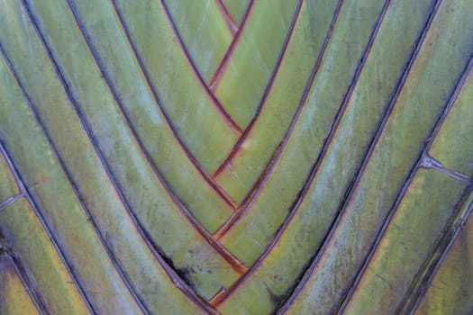 Close-up of a tropical palm with green leaves in detail