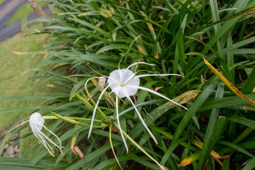 Beautiful white spider lily as a close-up in Bali outdoors