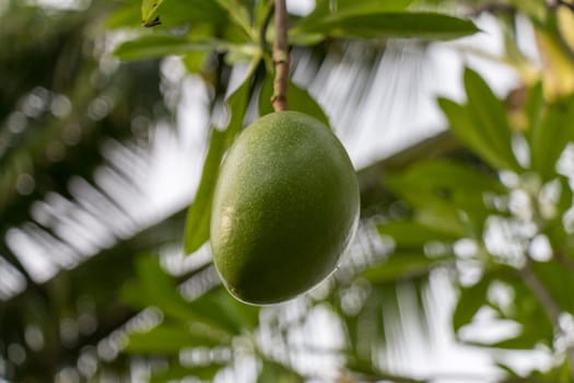 Fresh green mango on a tree as a detail in the tropics