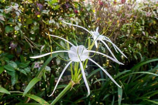 Beautiful white spider lily as a close-up in Bali outdoors