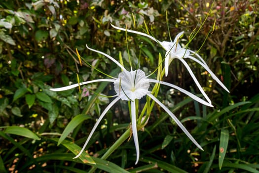 Beautiful white spider lily as a close-up in Bali outdoors