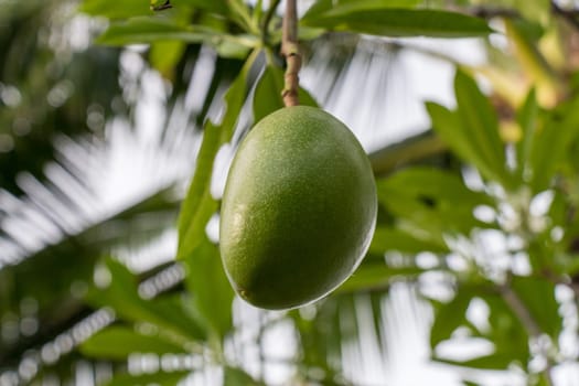 Fresh green mango on a tree as a detail in the tropics