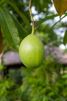 Fresh green mango on a tree as a detail in the tropics