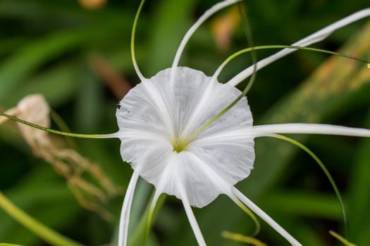 Beautiful white spider lily as a close-up in Bali outdoors