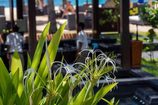 Beautiful white spider lily as a close-up in Bali outdoors