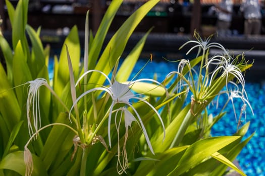 Beautiful white spider lily as a close-up in Bali outdoors
